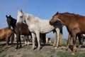 Many horses stand on a country road Royalty Free Stock Photo