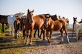 Many horses stand on a country road Royalty Free Stock Photo