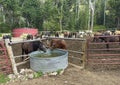 Many horses unsaddled resting in the ring while two drink water from metal barrel.