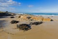 Many huge Bull kelp Bullwhip kelp washed ashore in Tasmania, A