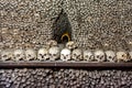 Many human skulls and bones Royalty Free Stock Photo