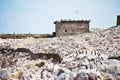 Many Humboldt Penguins and birds flying near a building on Las Islas Ballestas in Paracas Peru Royalty Free Stock Photo