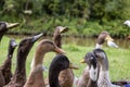 Horde Of Hungry Ducks Royalty Free Stock Photo