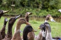 Horde Of Hungry Ducks