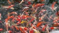 Many hungry fancy carp fishes, red, orange, yellow, white, Ogon koi, Kohaku koi, Ki-Utsuri koi carp are opening their