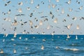 A lot of hungry seagulls on the sky and sea background