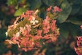 Many Hydrangea Limelight Paniculata Hortensia flowers, beautiful bush