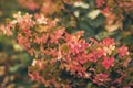 Many Hydrangea Limelight Paniculata Hortensia flowers, beautiful bush