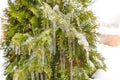 Many icicles on green thuja by close-up. Ice covers coniferous branches of arbor vitae.Soft focus.ÃÂ¡oncept of natural phenomena