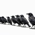 Many identical black crows next to each other in a row on a white background, Royalty Free Stock Photo