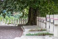 Many identical white crosses on the cemetery under a big tree. Royalty Free Stock Photo