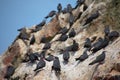 Many Inca terns parched on a rock Las Islas Ballestas Paracas Peru Royalty Free Stock Photo