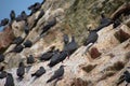 Many Inca terns parched on a rock Las Islas Ballestas Paracas Peru Royalty Free Stock Photo