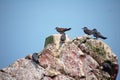 Many Inca terns parched on a rock Las Islas Ballestas Paracas Peru sunny Royalty Free Stock Photo