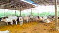 Many Indian Cows, Bulls And Calf Standing Fodder Eating. Royalty Free Stock Photo