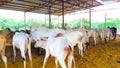 Many Indian Cute Cows, Bulls And Calf Standing Fodder Eating. Royalty Free Stock Photo