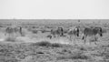 Many individual Burchell`s zebra Equus quagga burchellii, grazing on stony ground, Etosha National Park, Namibia, Africa Royalty Free Stock Photo