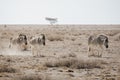 Many individual Burchell`s zebra Equus quagga burchellii, grazing on stony ground, Etosha National Park, Namibia, Africa Royalty Free Stock Photo