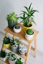 Many indoor plants in white, gray and yellow pots Royalty Free Stock Photo