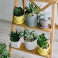 Many indoor plants in white, gray and yellow pots Royalty Free Stock Photo