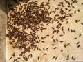 Many insect Paederus riparius on floor. Rove beetles or paederus fuscipes