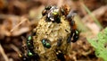 Many insects upon Common Stinkhorns, Holland