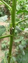 So many insects on guar cluster plant