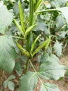 So many insects on guar cluster plant