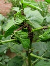 So many insects on guar cluster plant