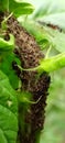 So many insects on guar cluster plant