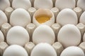 Many intact eggs and one broken egg shell with visible egg yolk, vitellus. Royalty Free Stock Photo