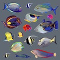 many isolated, amazing, bright fish of different colors on a gray background.