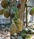 Many jackfruits growing on the jack tree. Artocarpus heterophyllus. Close up of growing jackfruits Royalty Free Stock Photo