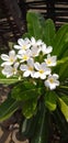 Many Jasmine,chapha flower Royalty Free Stock Photo