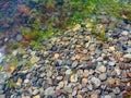 many jellyfish, brown and green algae in the sea Royalty Free Stock Photo