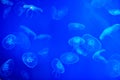 Saltwater aquarium filled with jellyfish with blue backlighting. Royalty Free Stock Photo