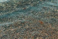 Many jellyfishes swimming near the shore