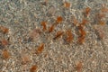 Many jellyfishes swimming near the shore