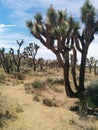 Many Joshua trees in desert landscape Royalty Free Stock Photo