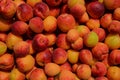 Many juicy freckled apricots