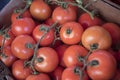 Many juicy red ripe tomatoes