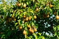Many juicy ripe yellow pears hanging from a green leaf tree on a beautiful autumn evening. The pear contains minerals such as iron Royalty Free Stock Photo