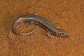 Many-keeled Grass Skink, Eutropis carinata, Scincidae. Pondicherry, Tamil Nadu