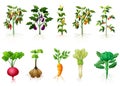 Many kind plant of vegetables with roots illustration Royalty Free Stock Photo