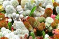 Many kind of small cactus in mixed cactus background in the open cactus farm