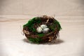 Bird`s nest with eggs on a white background