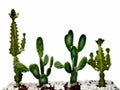 Many kinds of cactus, natural background, plant isolated on white background, clipping path
