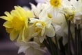 Many kinds of daffodils in a bouquet, Yellow, white daffodils inMany kinds of daffodils in a bouquet, Yellow, white daffodils in t