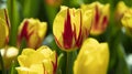 Yellow Tulip Tulipa gesneriana L.