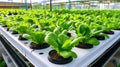 Many kinds of vegetables are in boxes, young and fresh vegetables salad growing garden farm plants